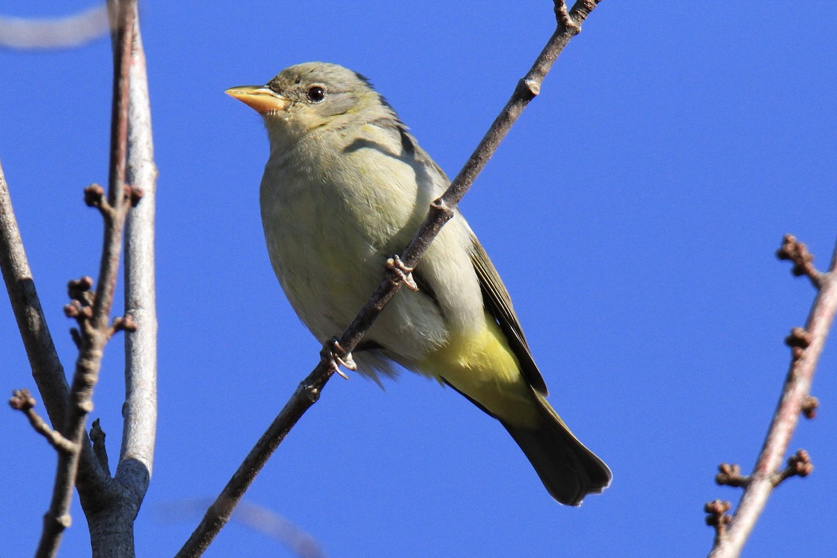 Western Tanager - ML613062403
