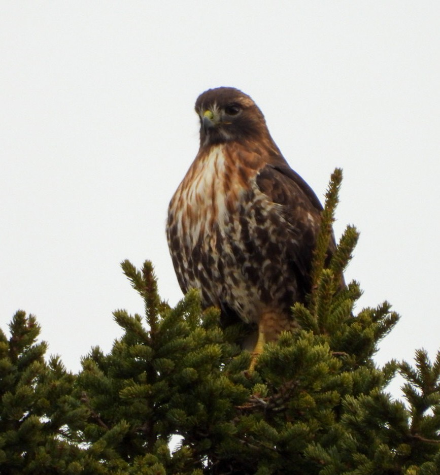 Red-tailed Hawk - ML613062441