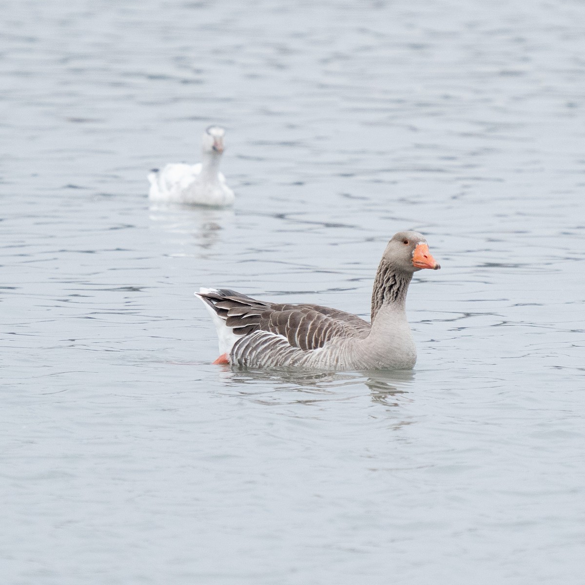 Graylag Goose (Domestic type) - ML613062481