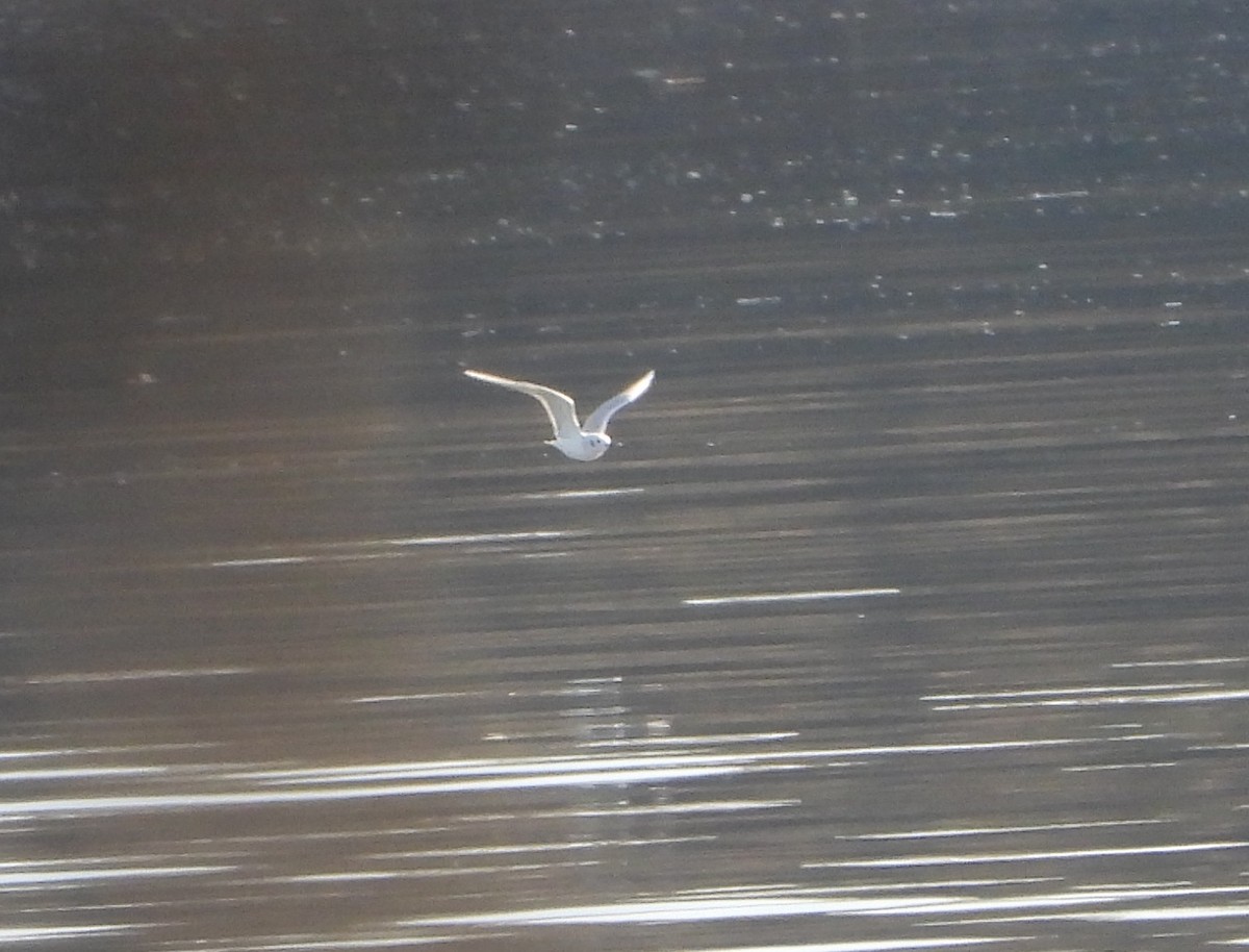 Bonaparte's Gull - ML613062495