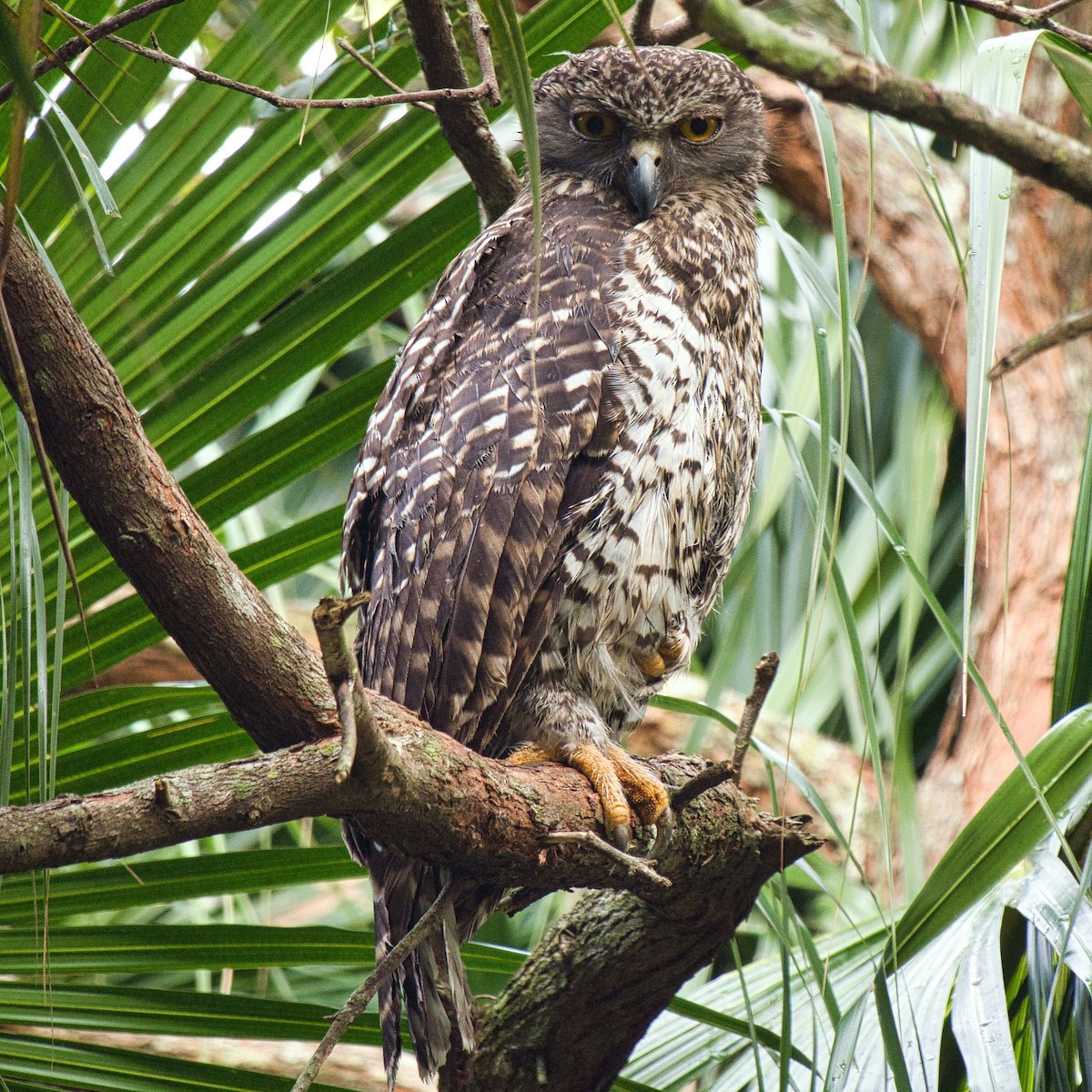 Powerful Owl - ML613062502