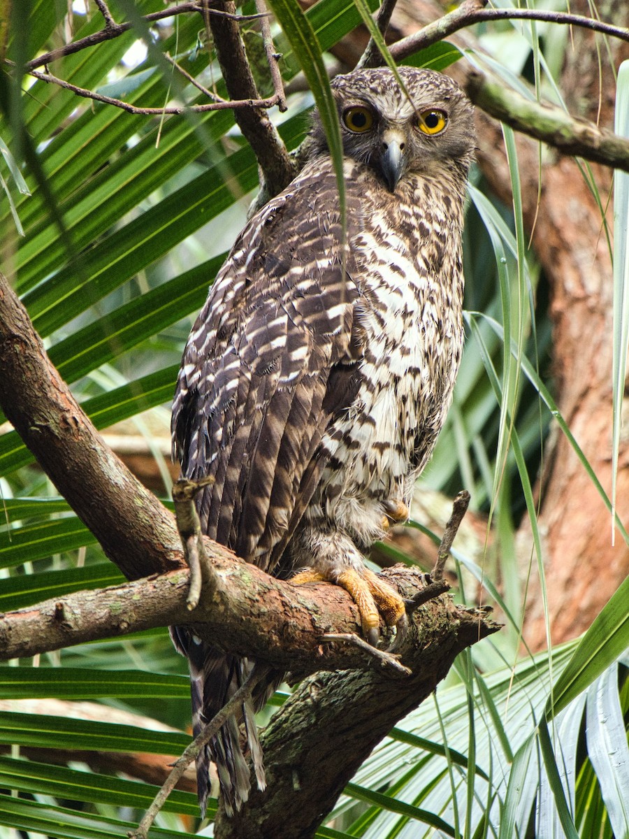 Powerful Owl - ML613062524