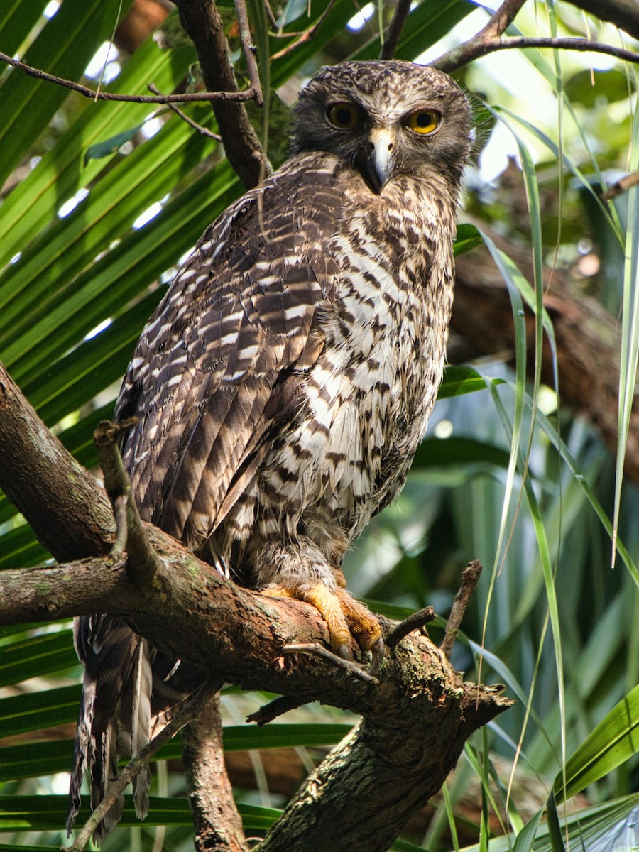 Powerful Owl - ML613062532