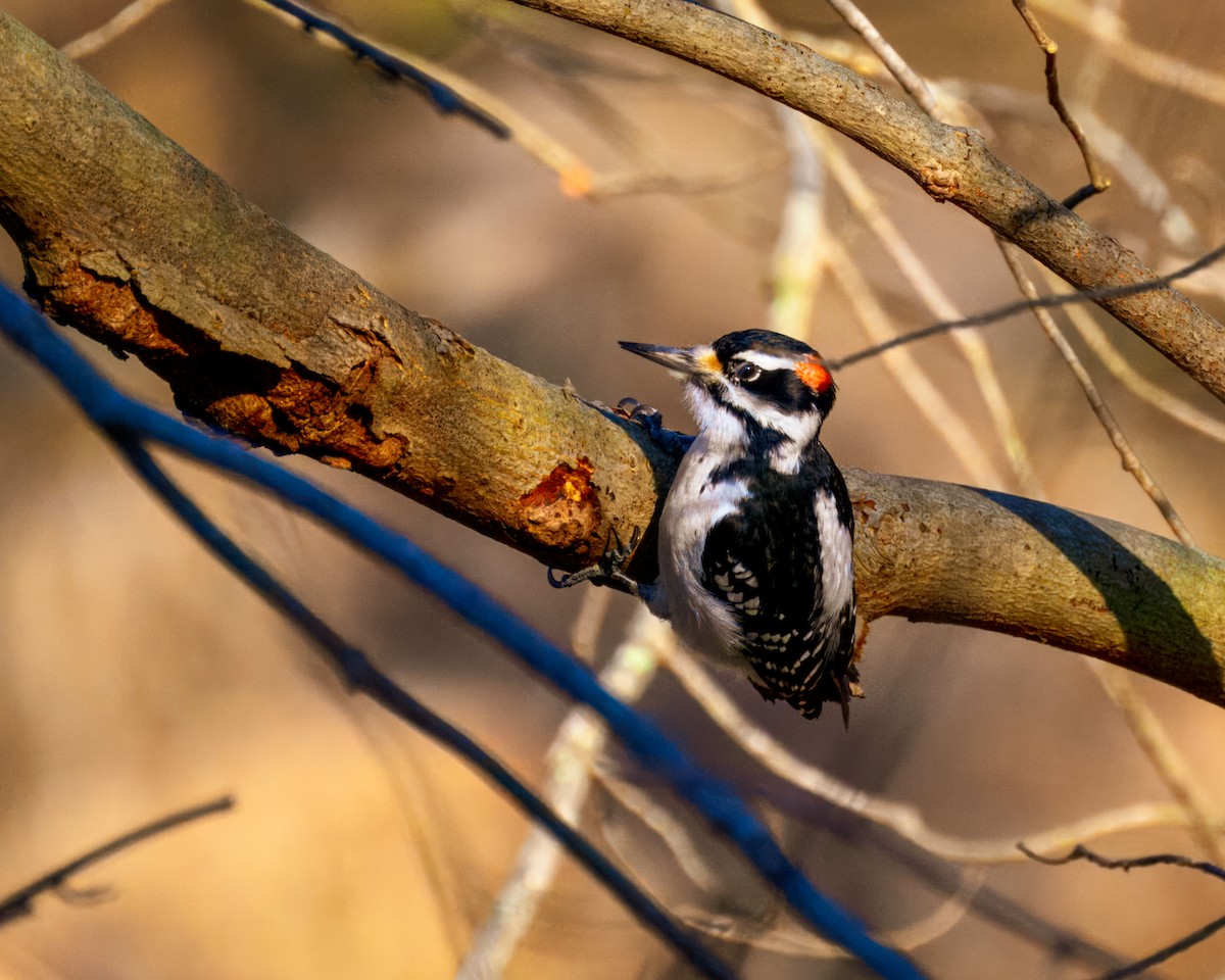 Hairy Woodpecker - ML613062577