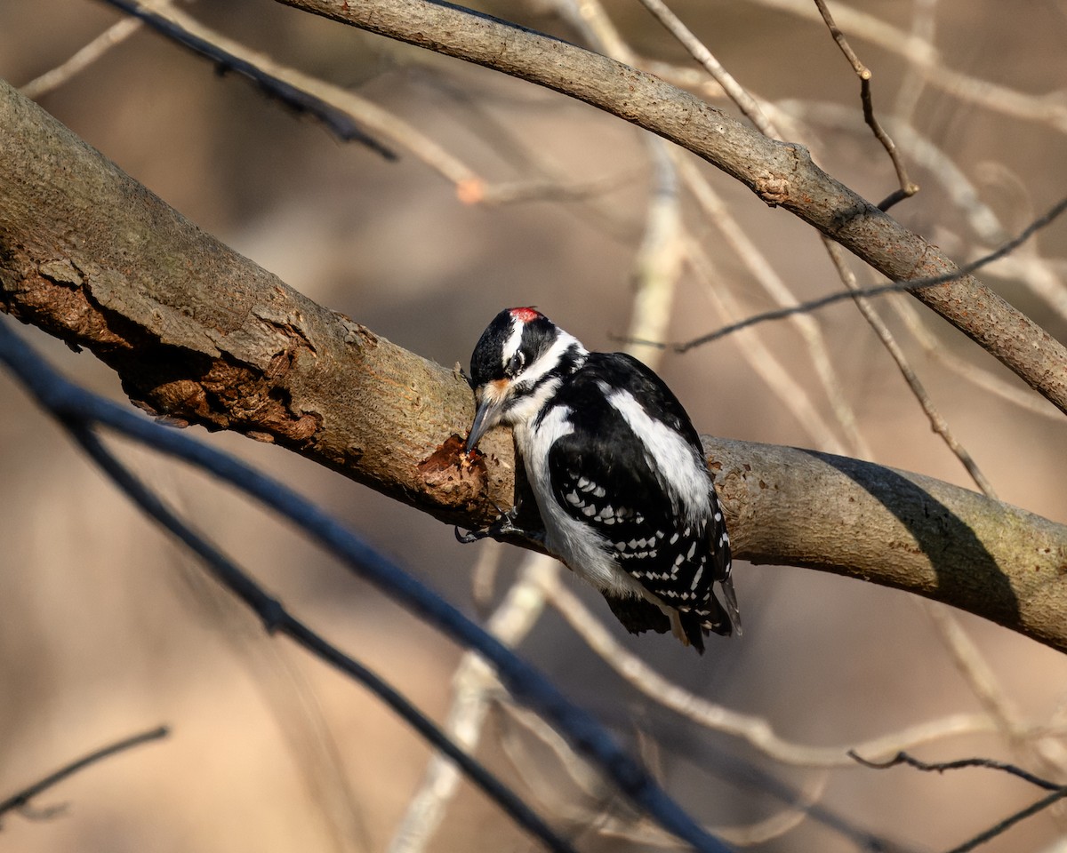 Hairy Woodpecker - Peter Rosario
