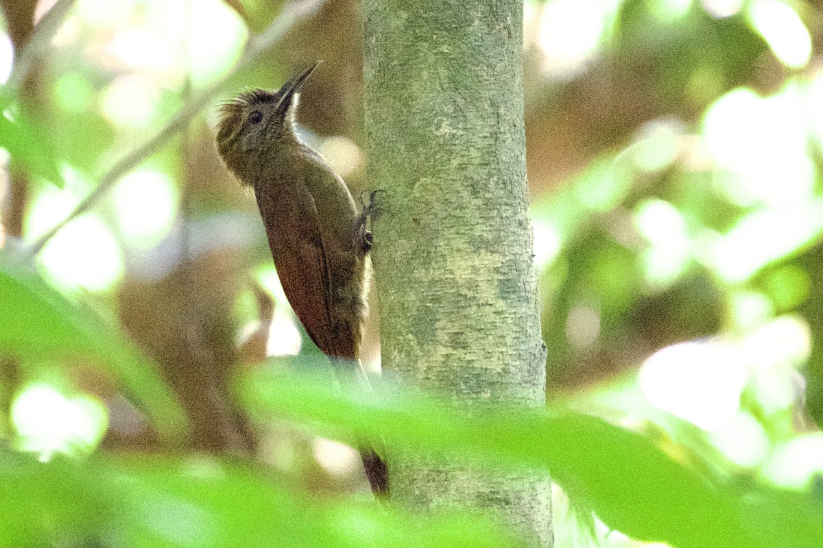 Plain-brown Woodcreeper - Debbie Metler