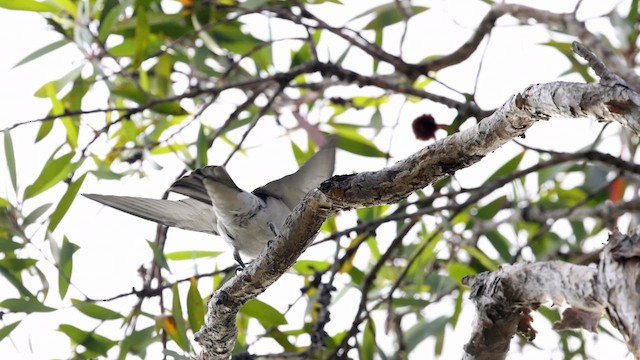 White-breasted Woodswallow - ML613062637