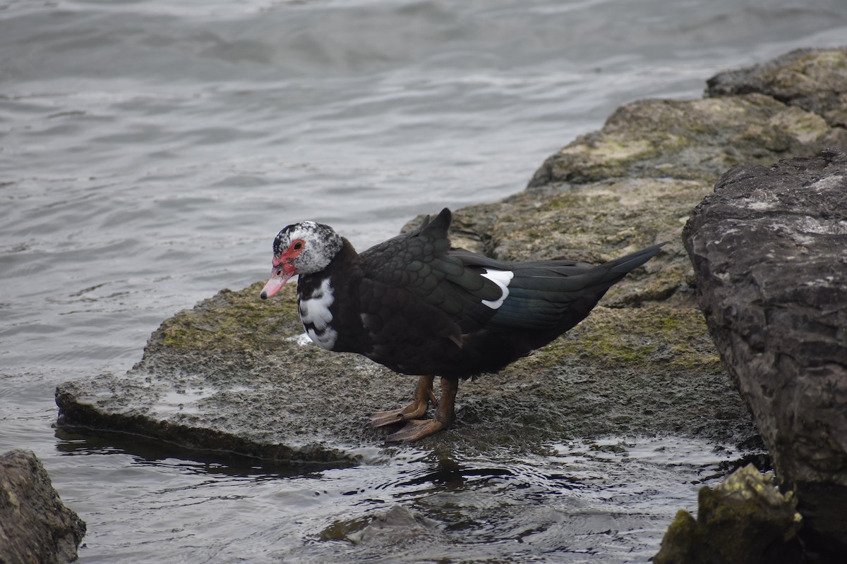 Muscovy Duck (Domestic type) - ML613062758