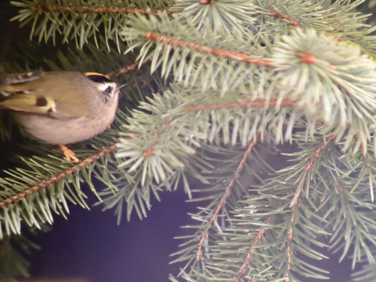 Golden-crowned Kinglet - ML613062759