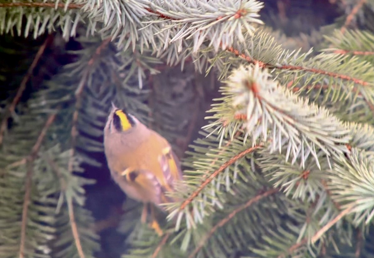 Golden-crowned Kinglet - ML613062760