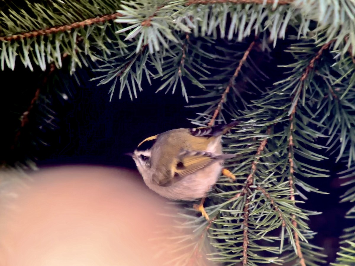 Roitelet à couronne dorée - ML613062761