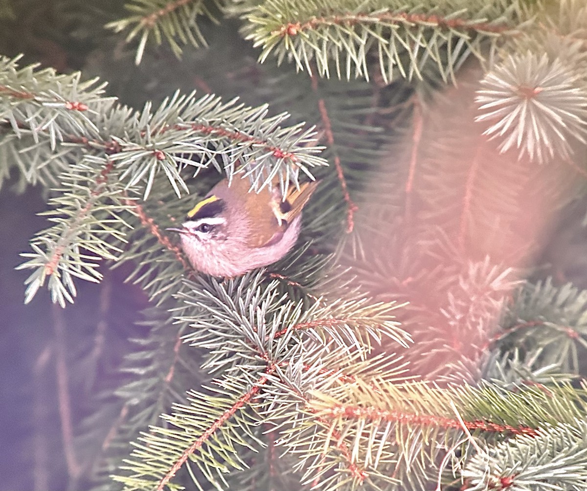 Roitelet à couronne dorée - ML613062762