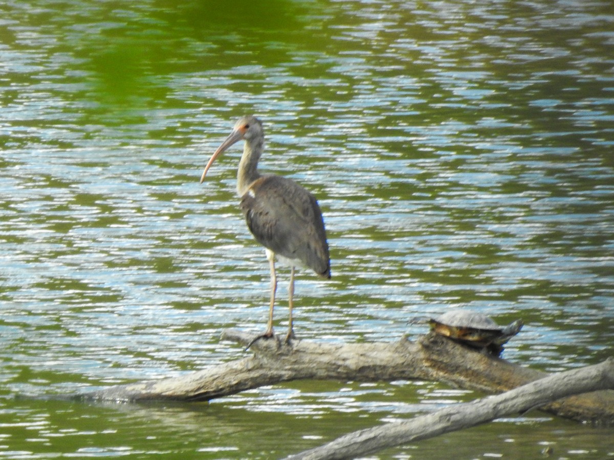 White Ibis - ML613062779