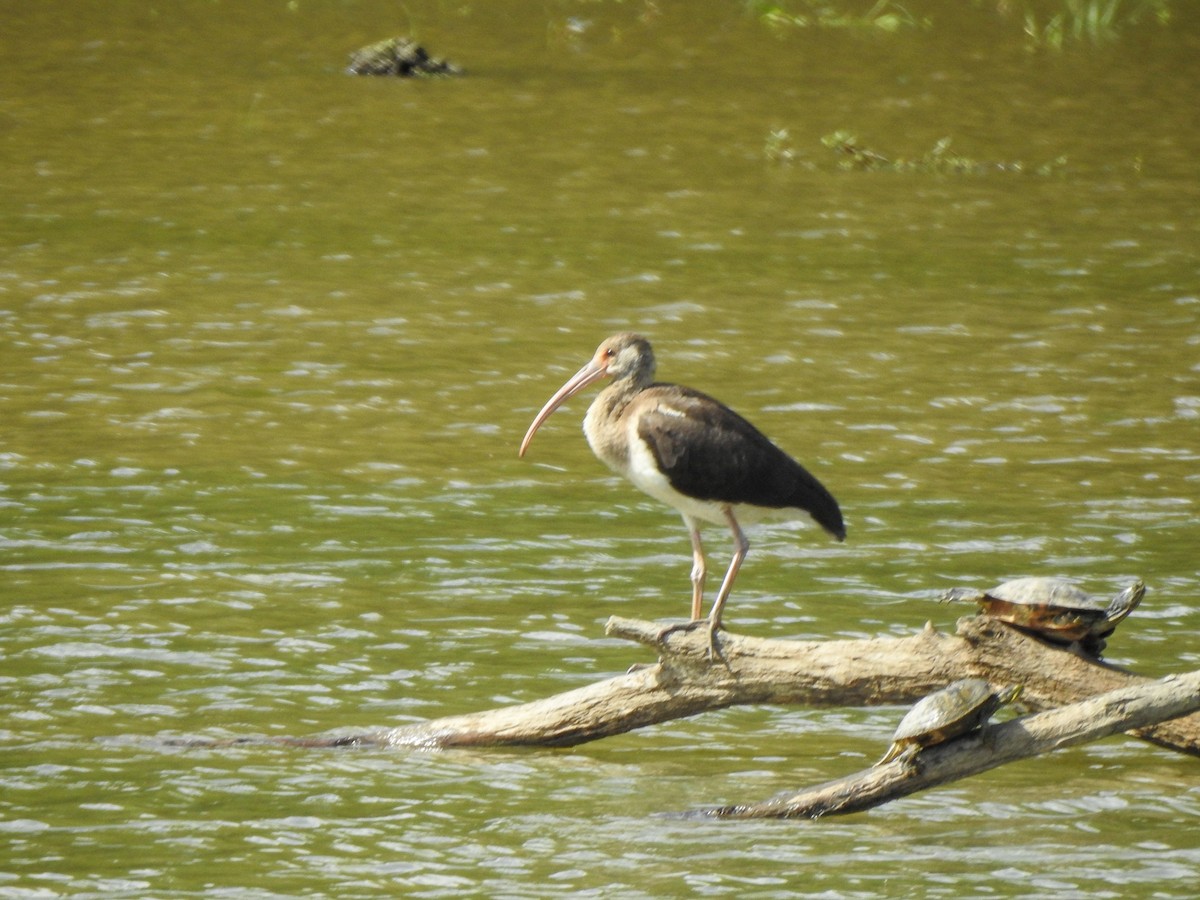 White Ibis - ML613062780