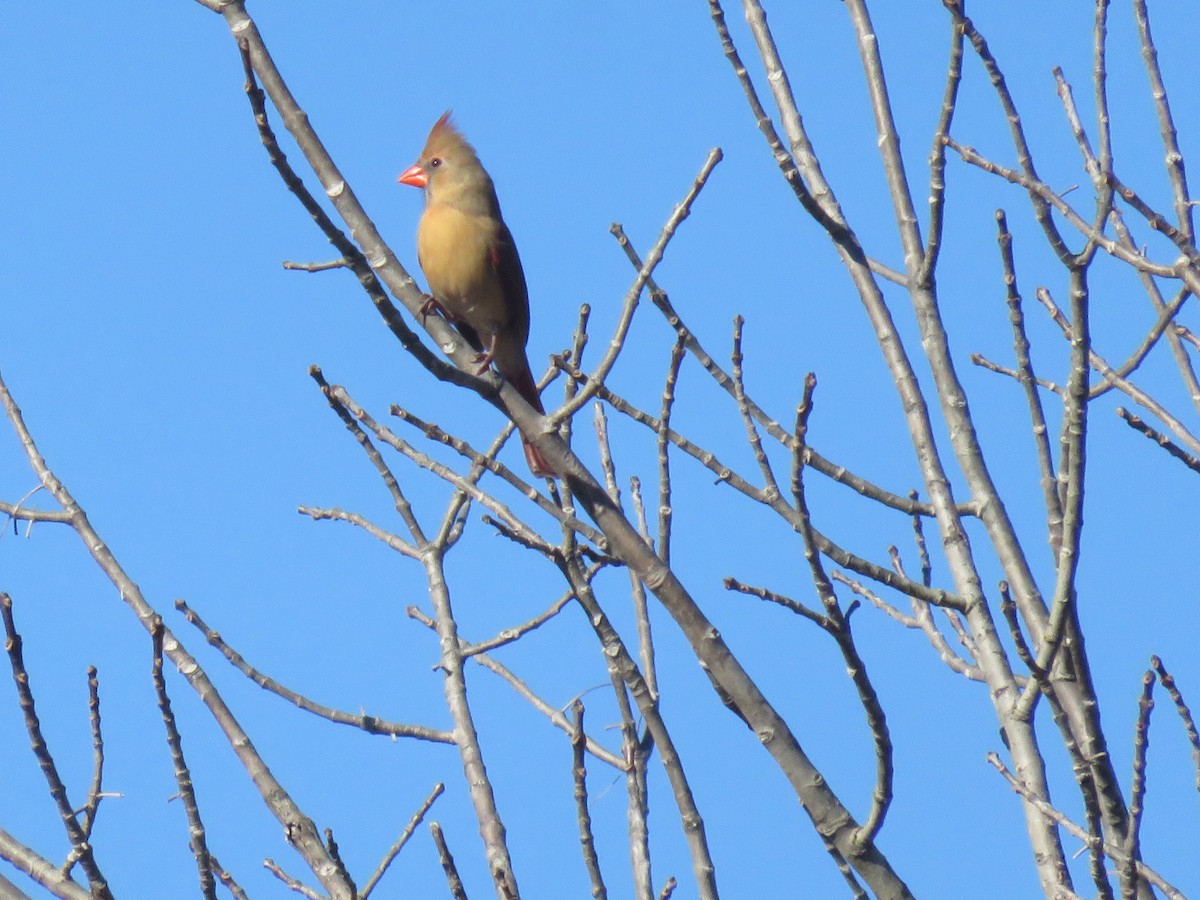 Northern Cardinal - ML613062788