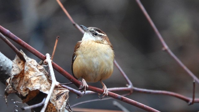 Carolina Wren - ML613062826