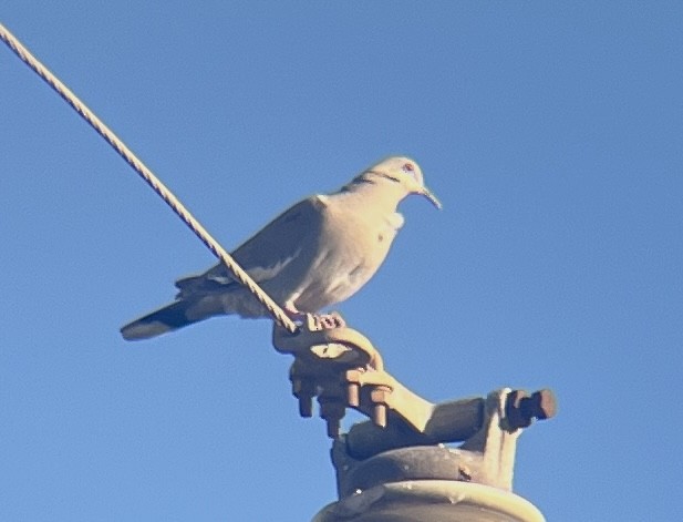 White-winged Dove - ML613062833