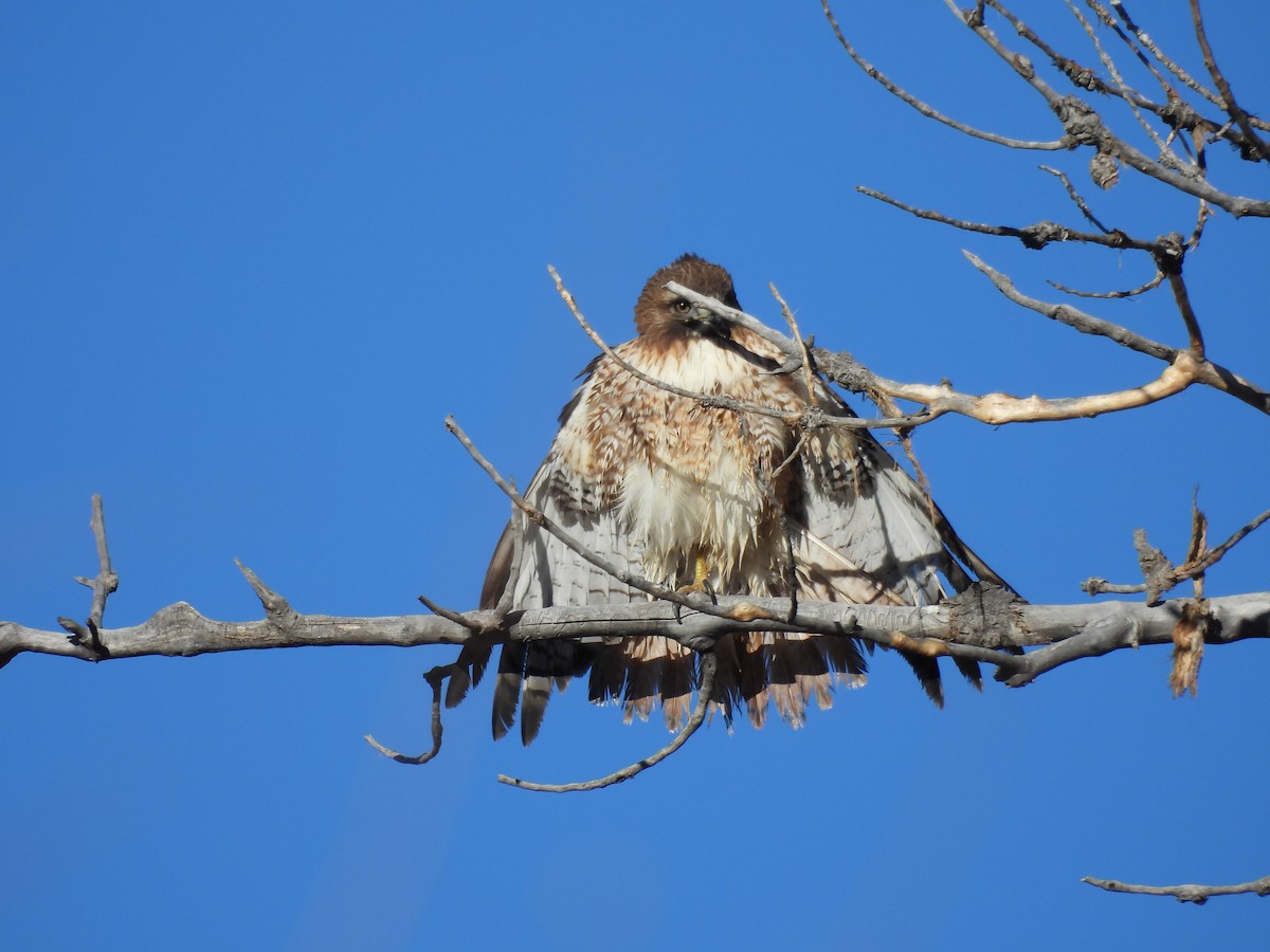 Rotschwanzbussard - ML613062877