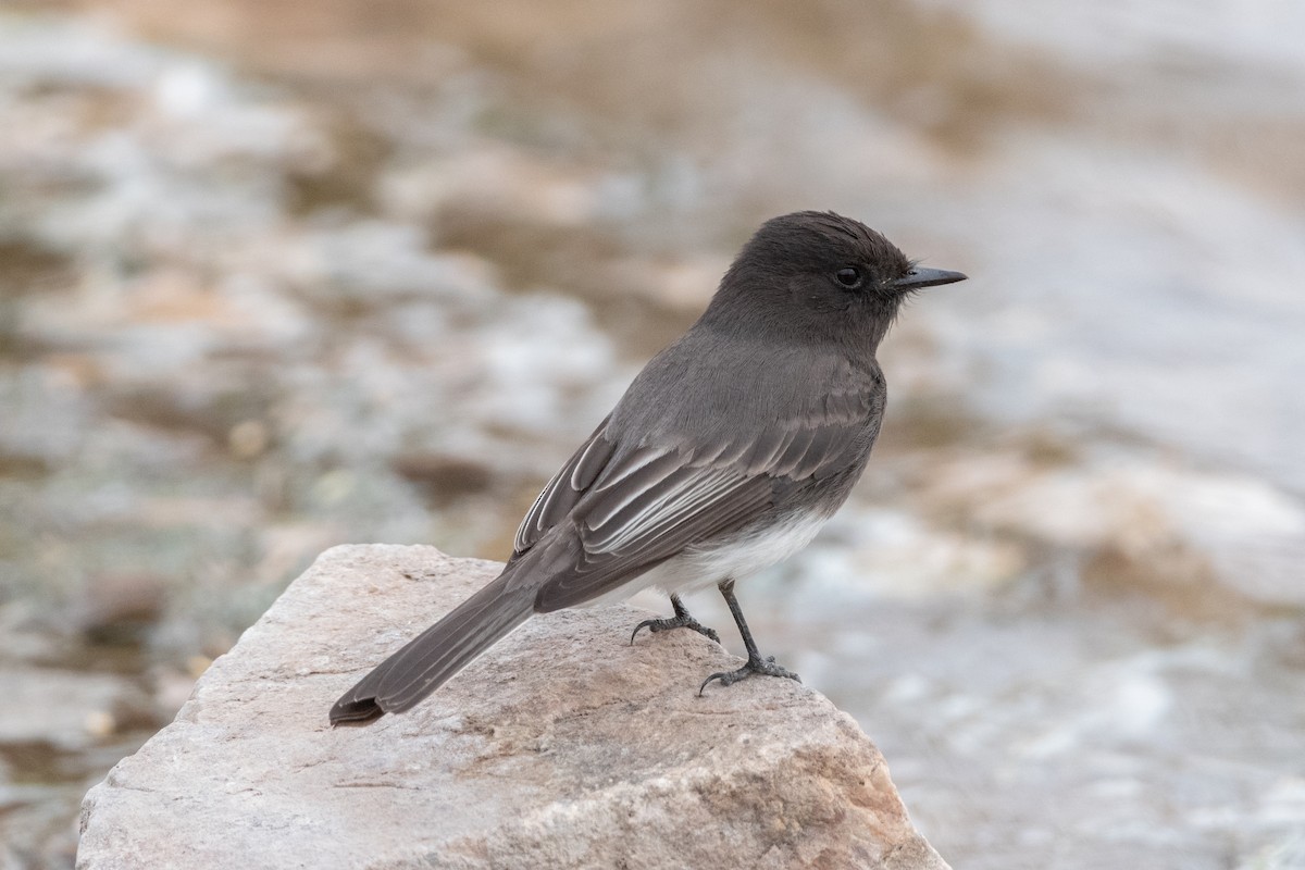 Black Phoebe - Henrey Deese