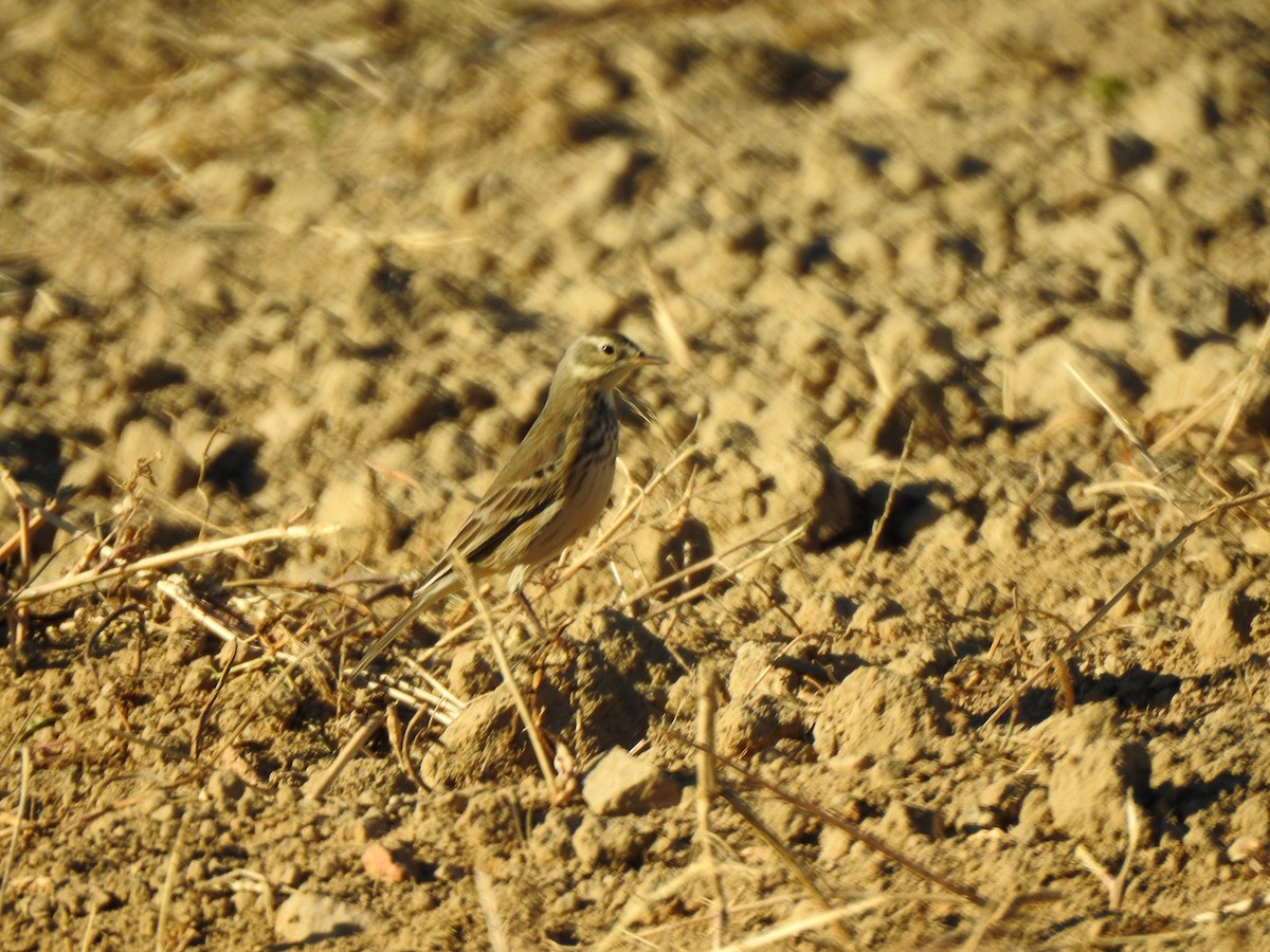 American Pipit - ML613062960