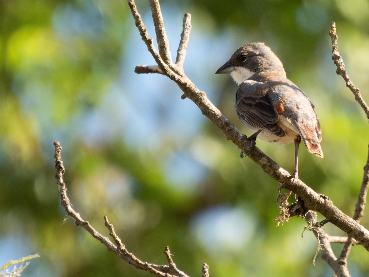 Diuca Finch - ML613063042