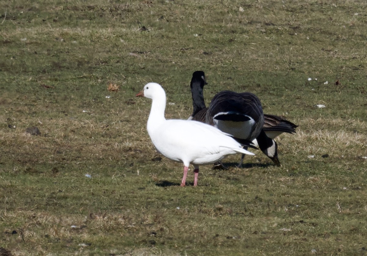 Ross's Goose - ML613063065