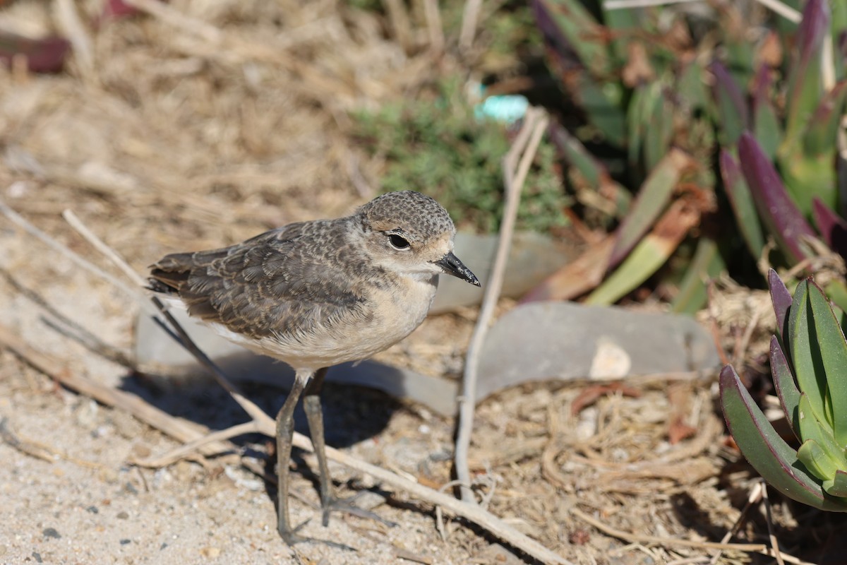 Kittlitz's Plover - ML613063103