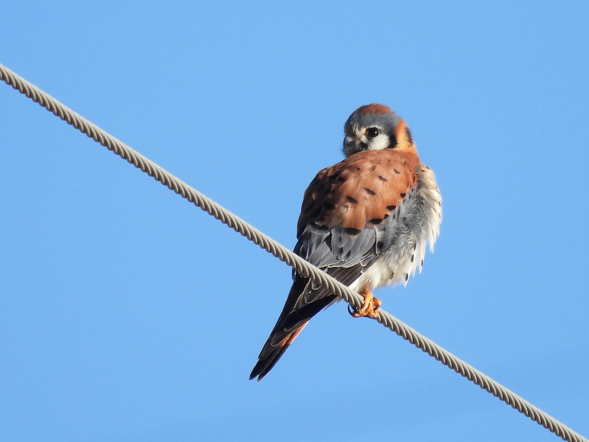 American Kestrel - ML613063157