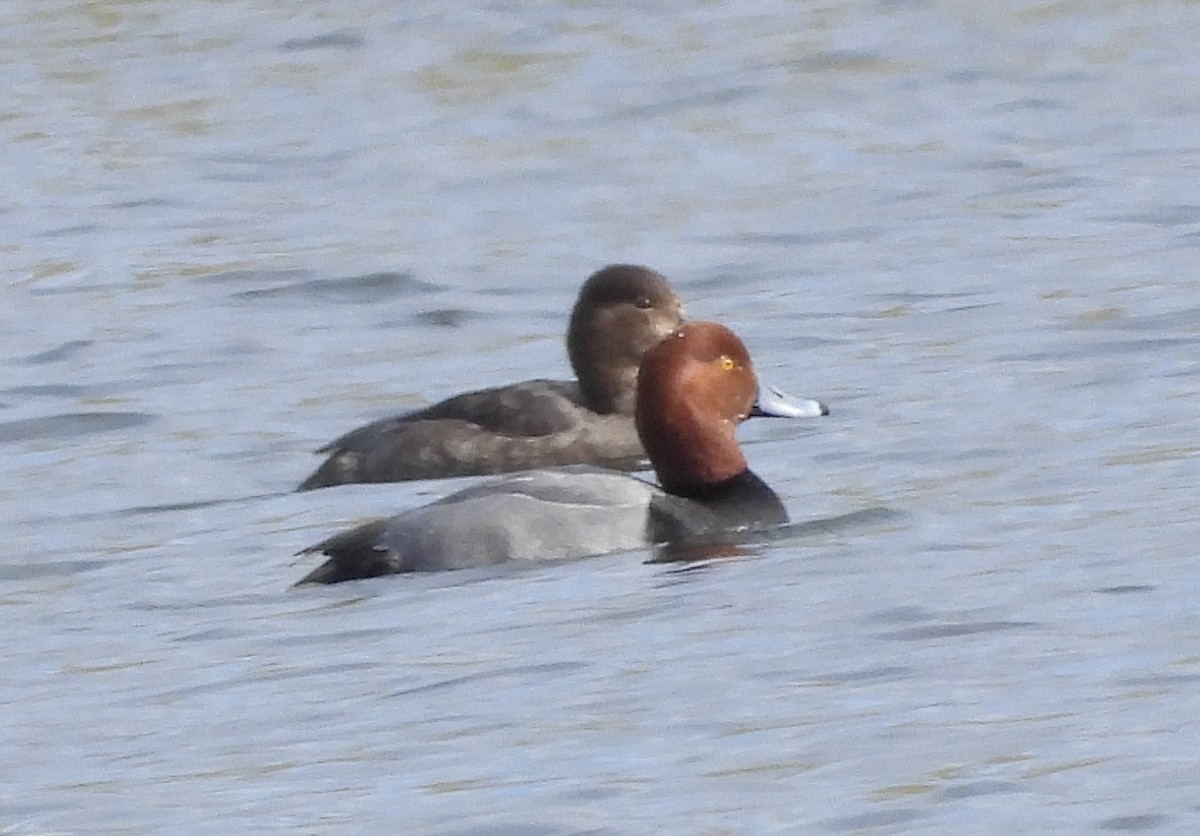 Redhead - ML613063175