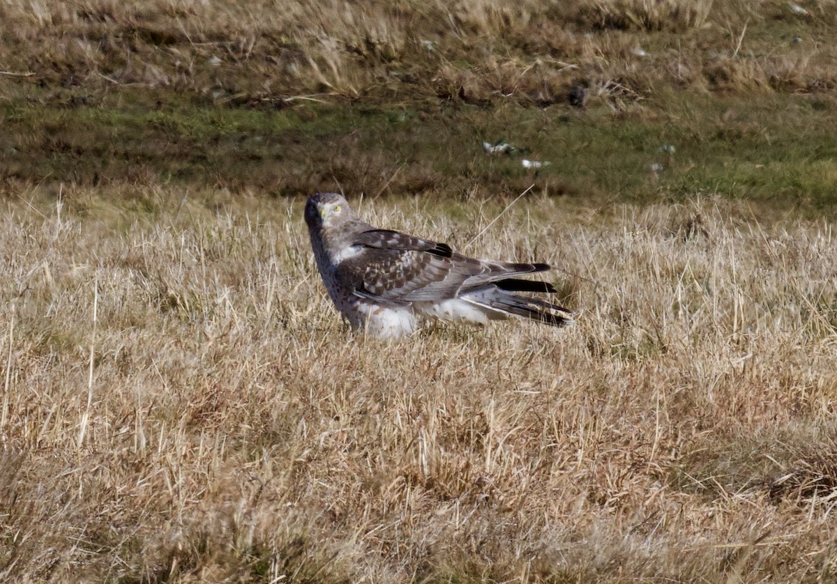 Northern Harrier - ML613063197