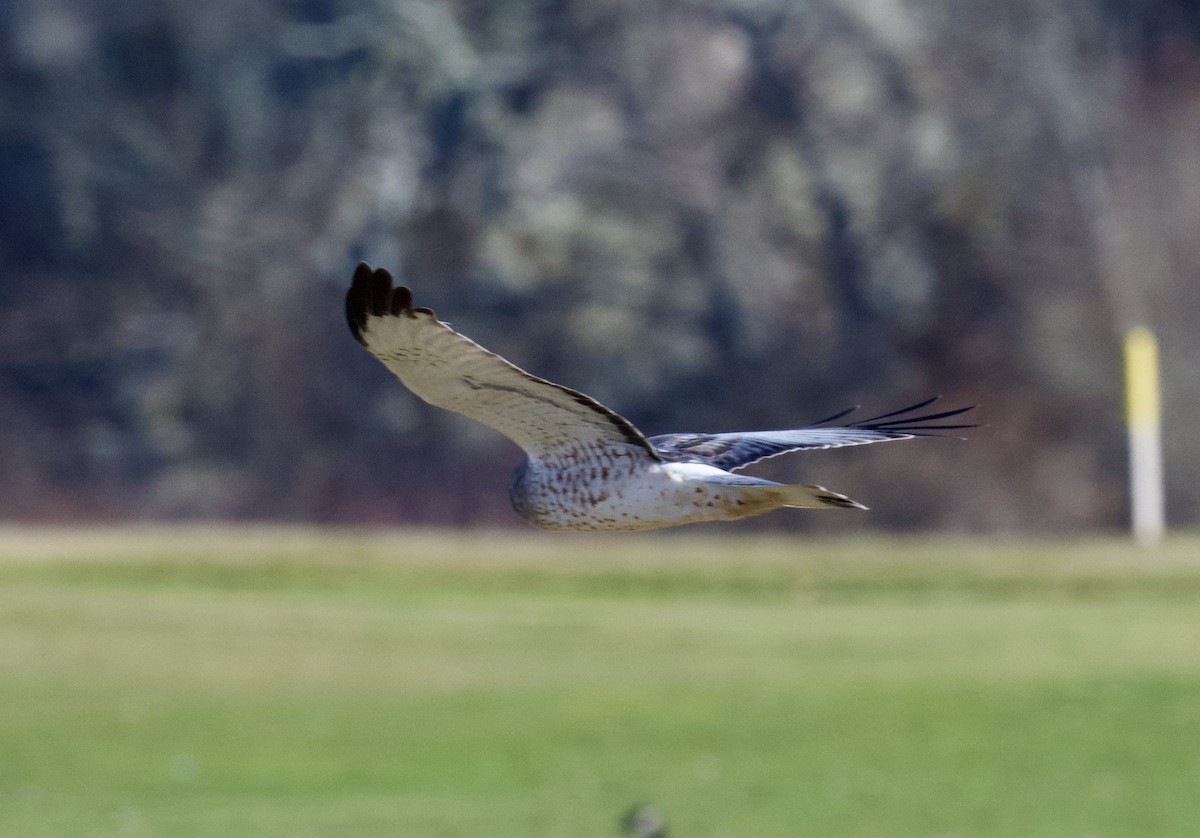 Northern Harrier - ML613063199