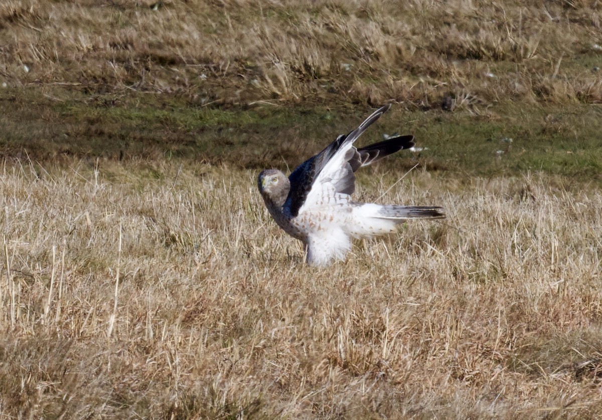 Northern Harrier - ML613063200