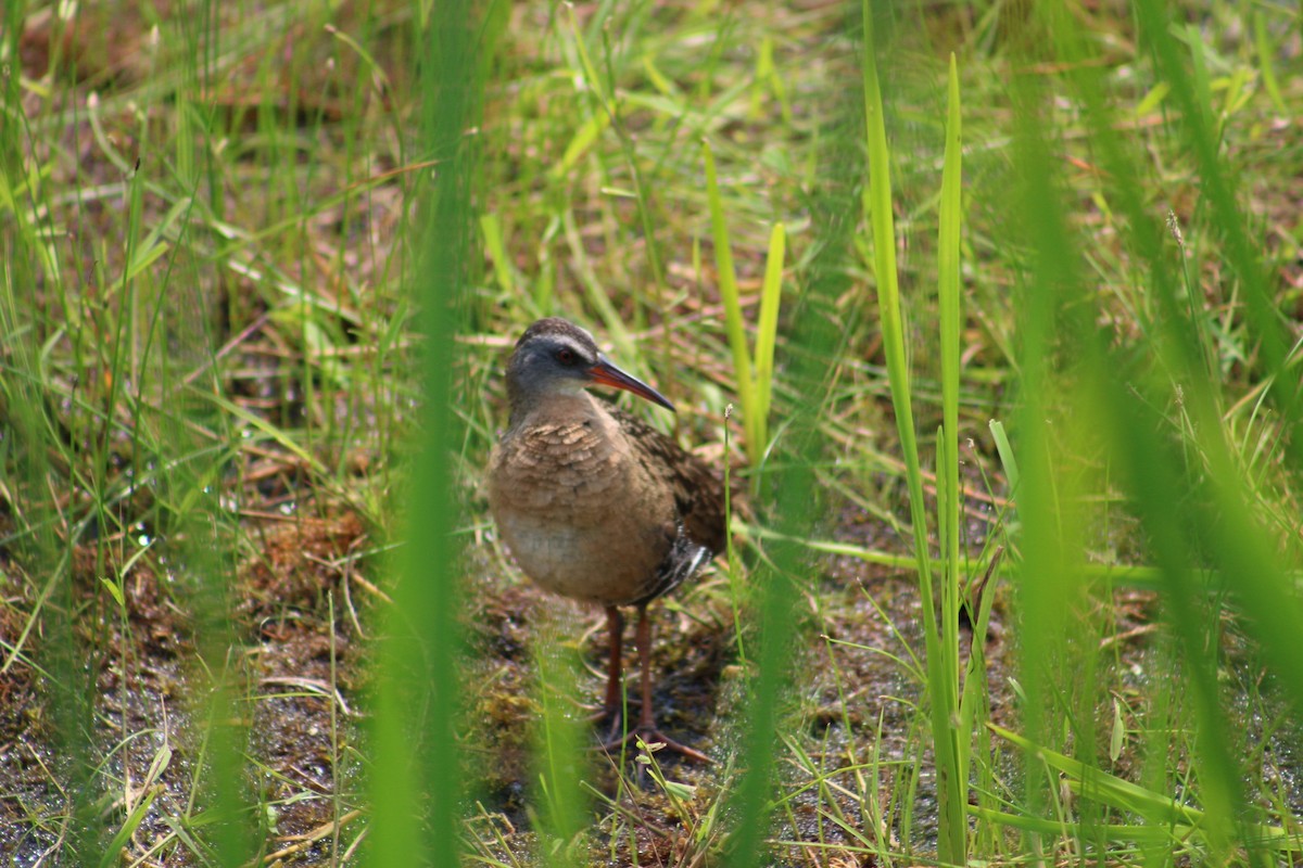 Virginia Rail - ML613063208