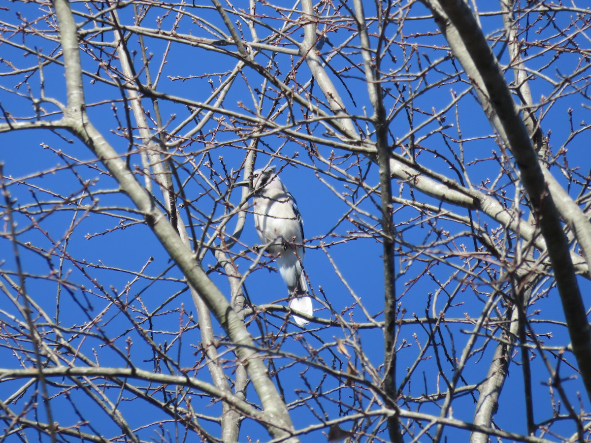 Blue Jay - ML613063221