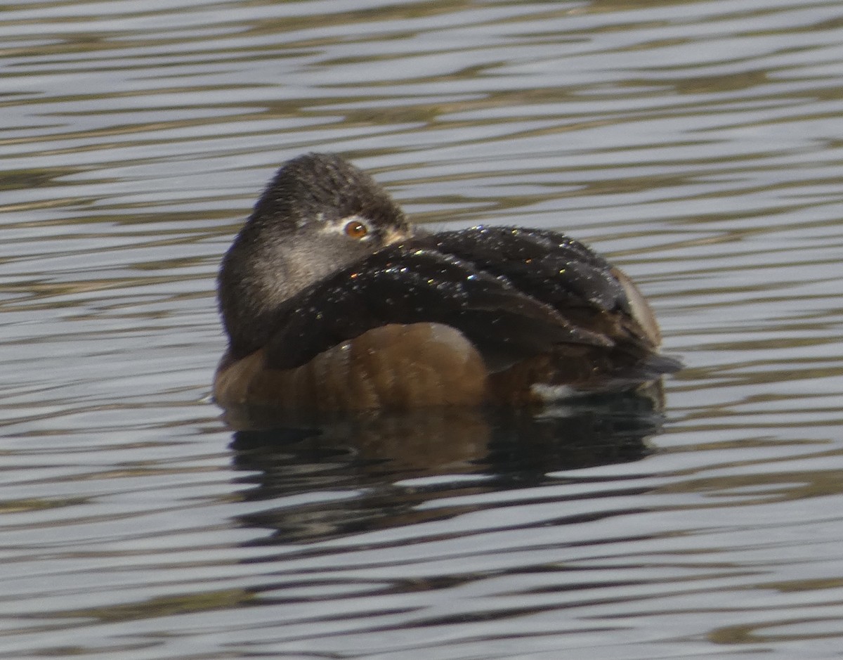 Ring-necked Duck - ML613063303