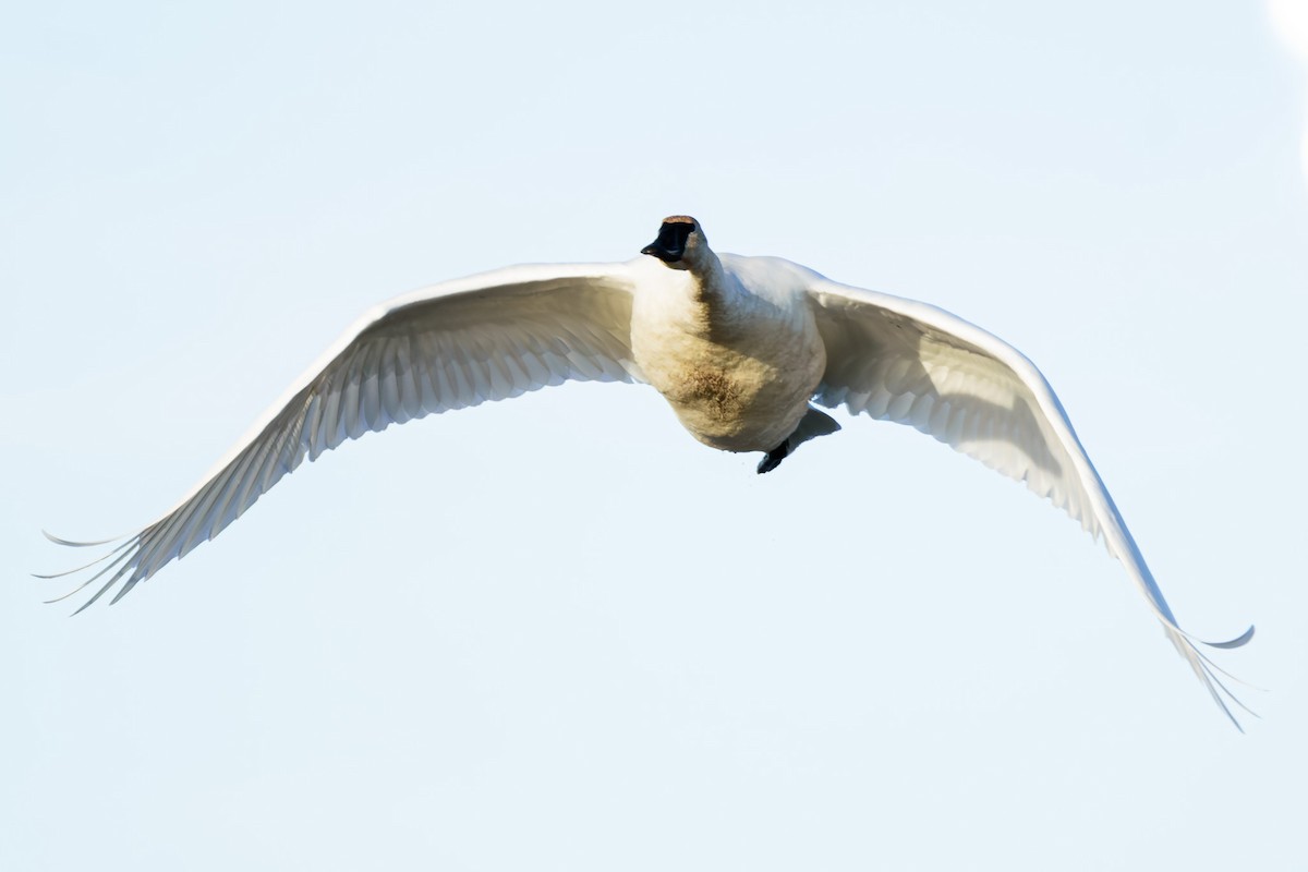 Trumpeter Swan - ML613063319