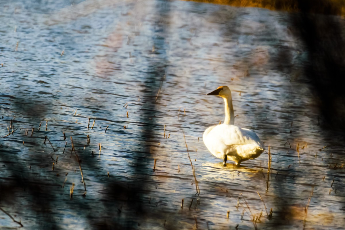 Trumpeter Swan - Phillip and Patsy Hicks