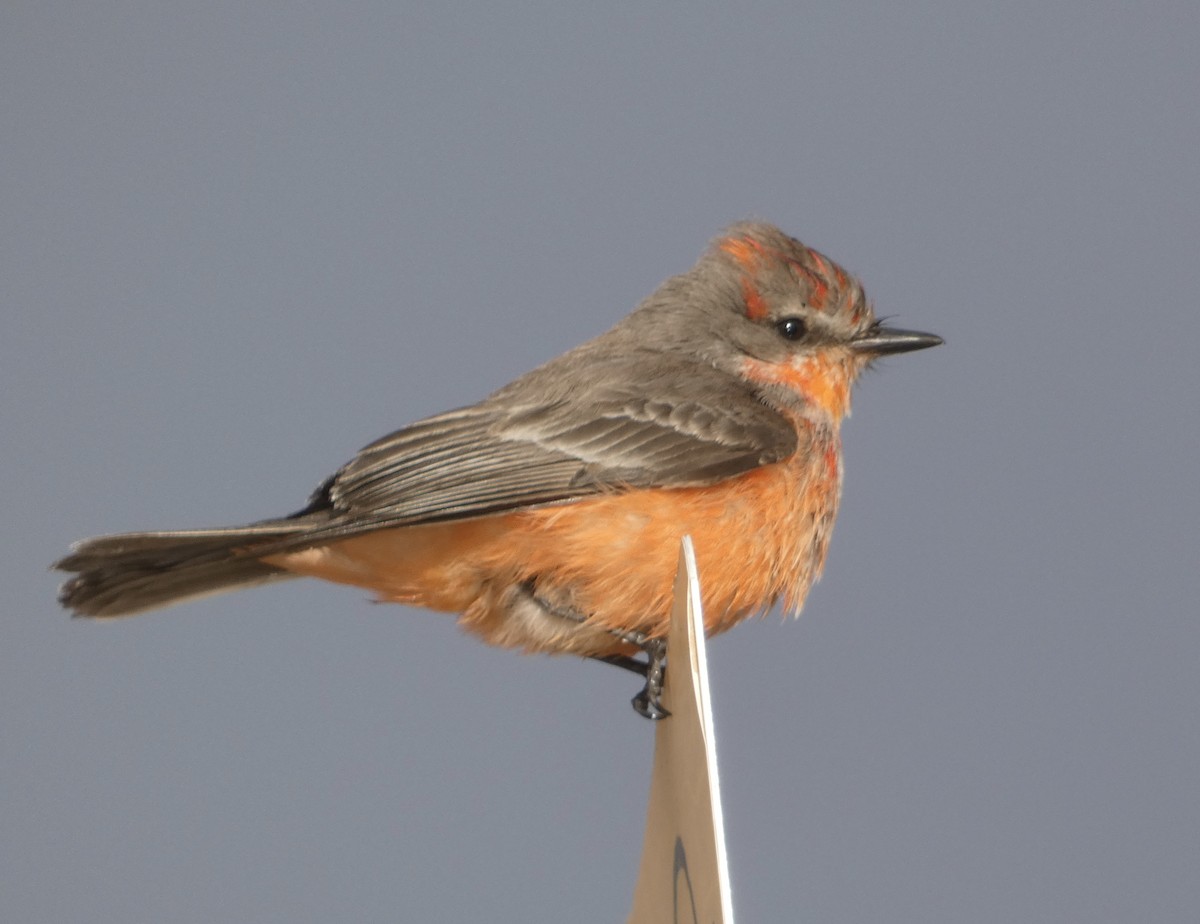 Vermilion Flycatcher - ML613063323