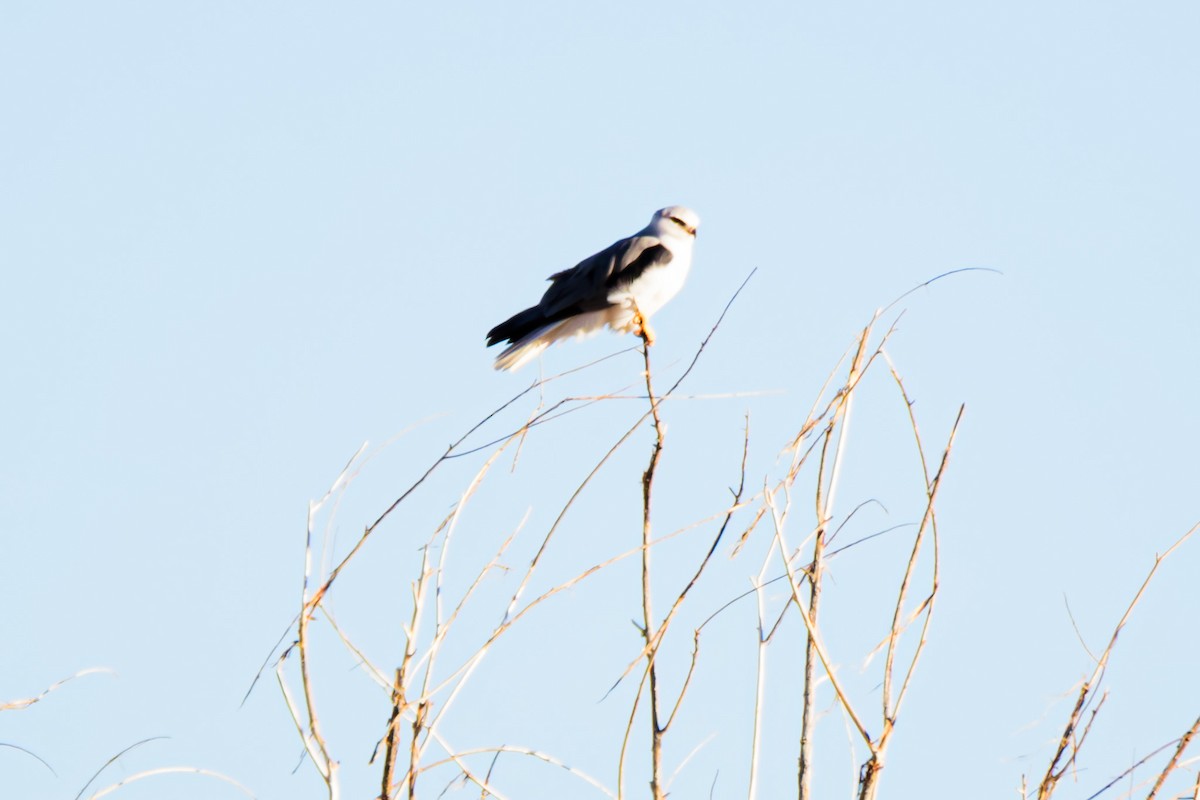White-tailed Kite - Phillip and Patsy Hicks