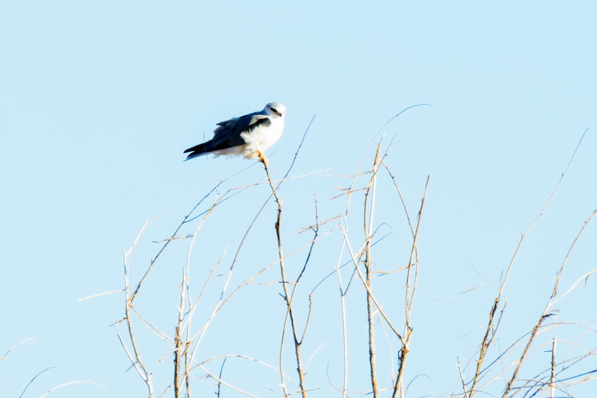 White-tailed Kite - Phillip and Patsy Hicks