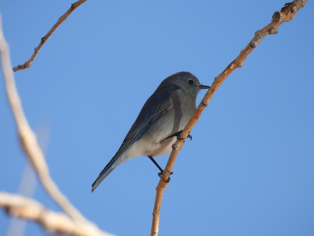 Mountain Bluebird - ML613063357
