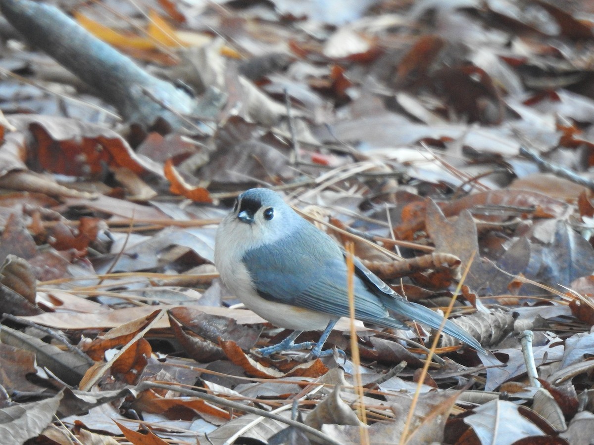 Tufted Titmouse - Ryne VanKrevelen