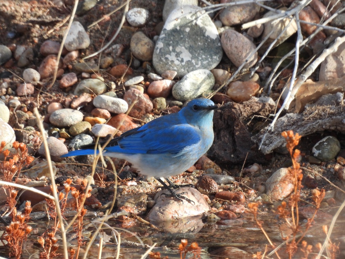 Mountain Bluebird - ML613063436