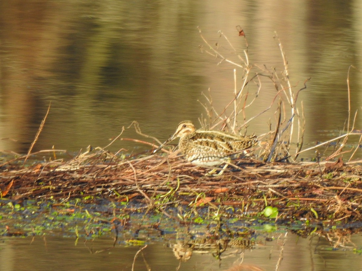 Wilson's Snipe - ML613063438