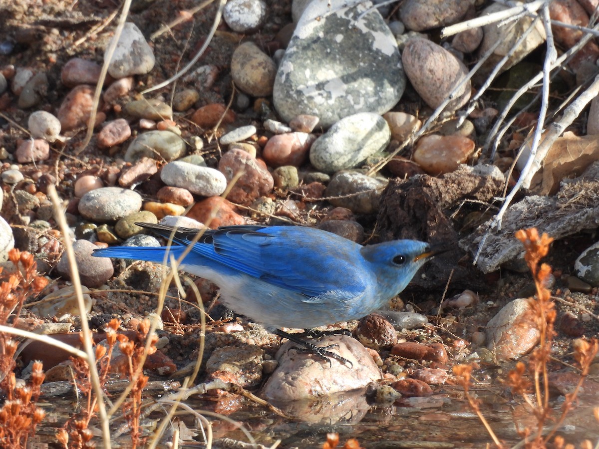 Mountain Bluebird - ML613063444