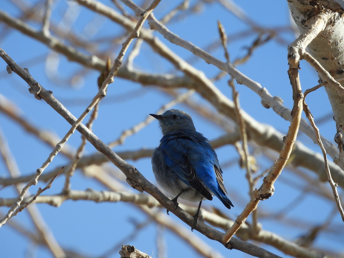 Mountain Bluebird - ML613063471