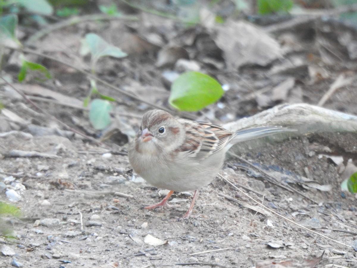 Field Sparrow - ML613063482
