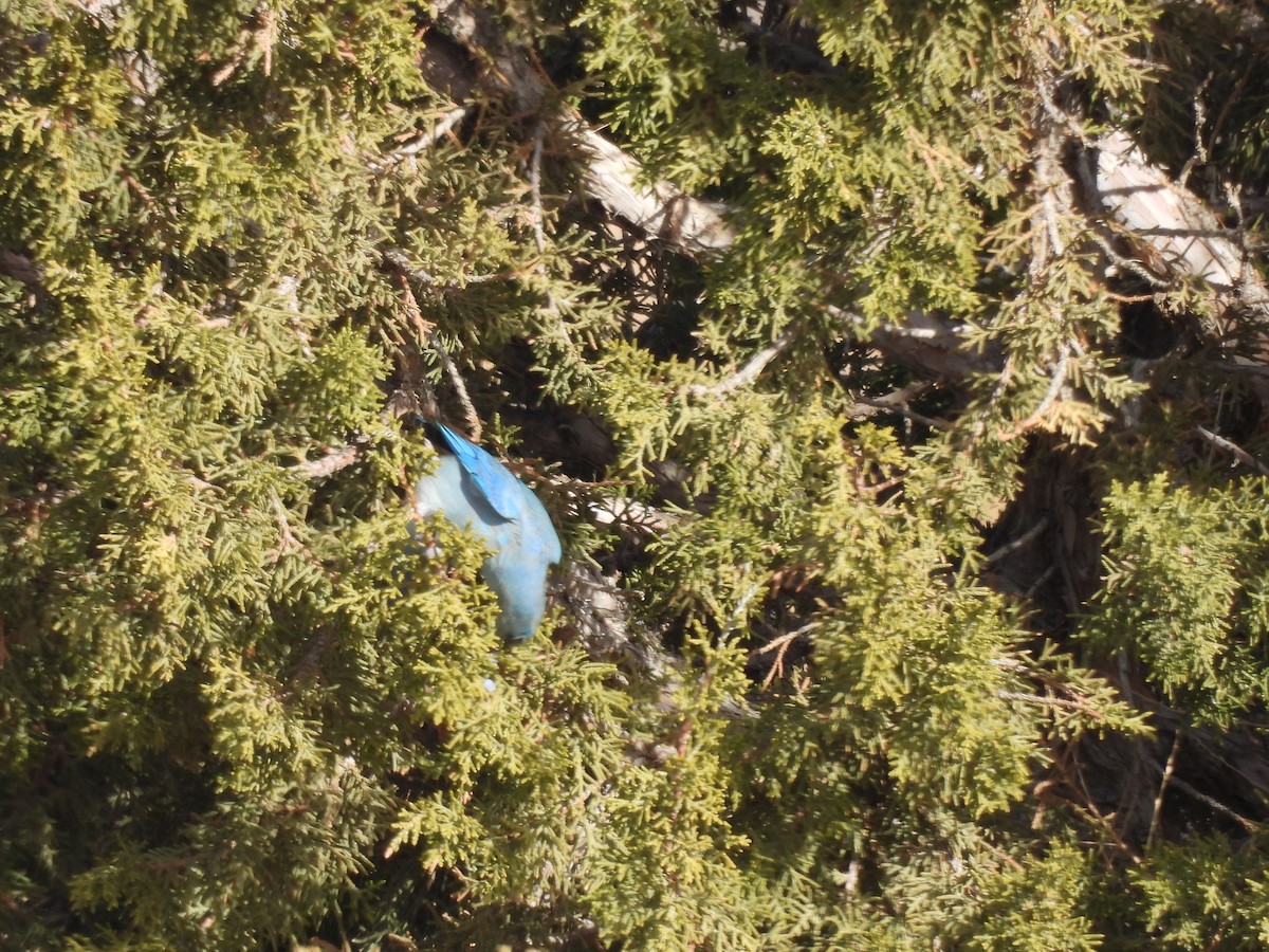 Mountain Bluebird - ML613063491