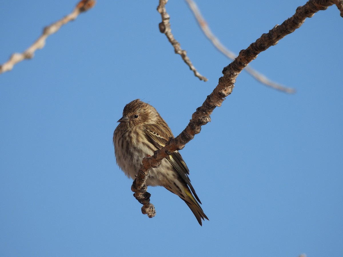 Pine Siskin - ML613063532