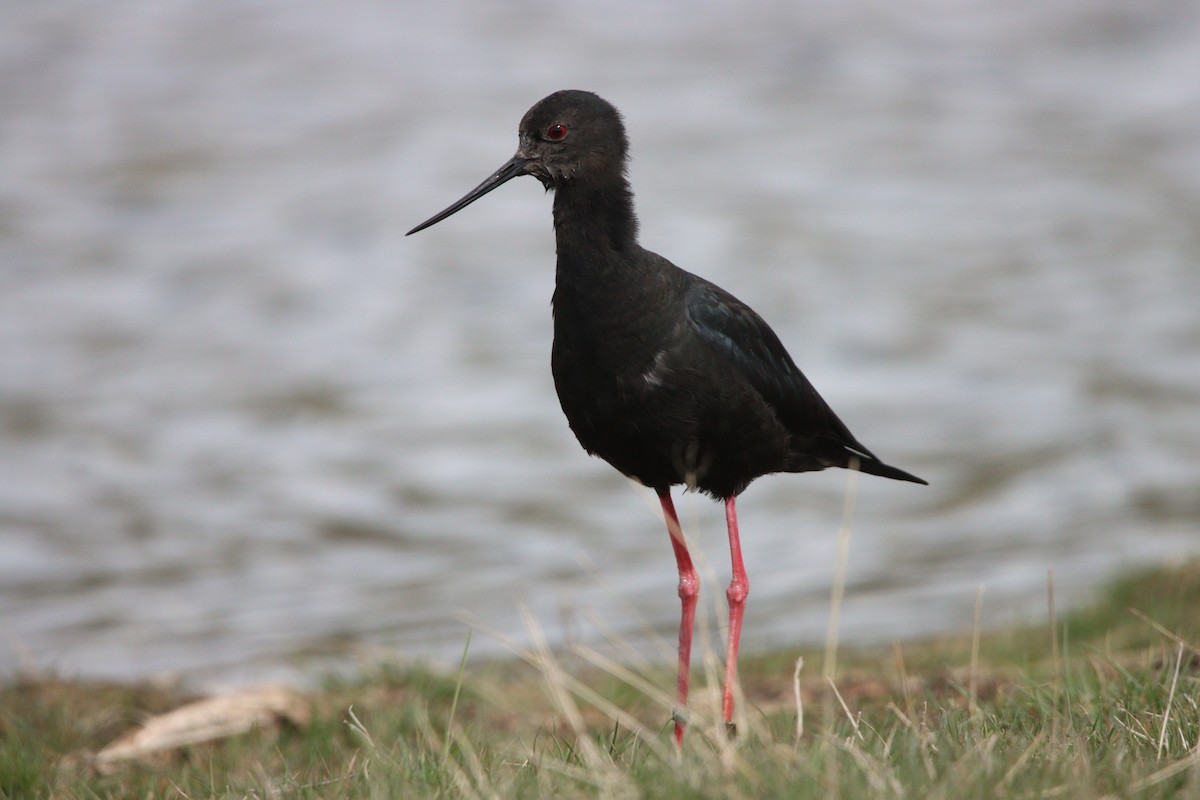 Black Stilt - ML613063557